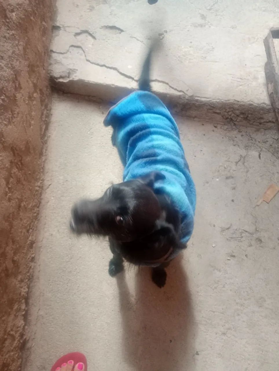 Cachorro para doação  - Foto 3