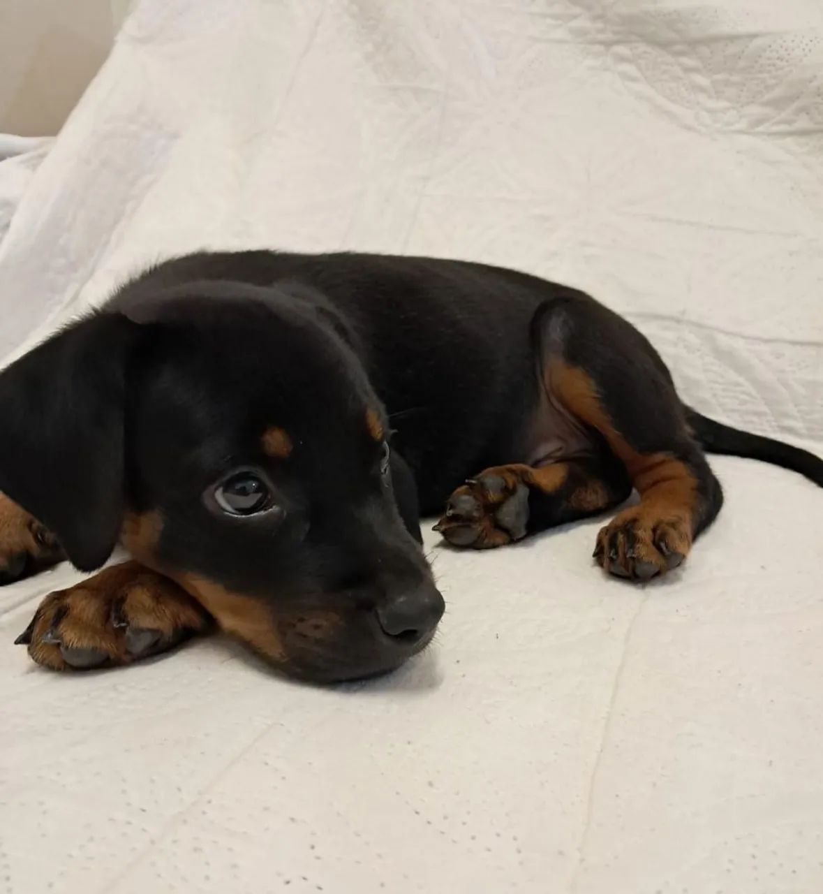 Rottweiler  - Foto 2