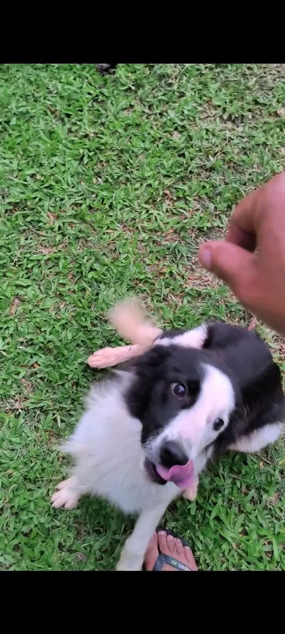 Doa border collie