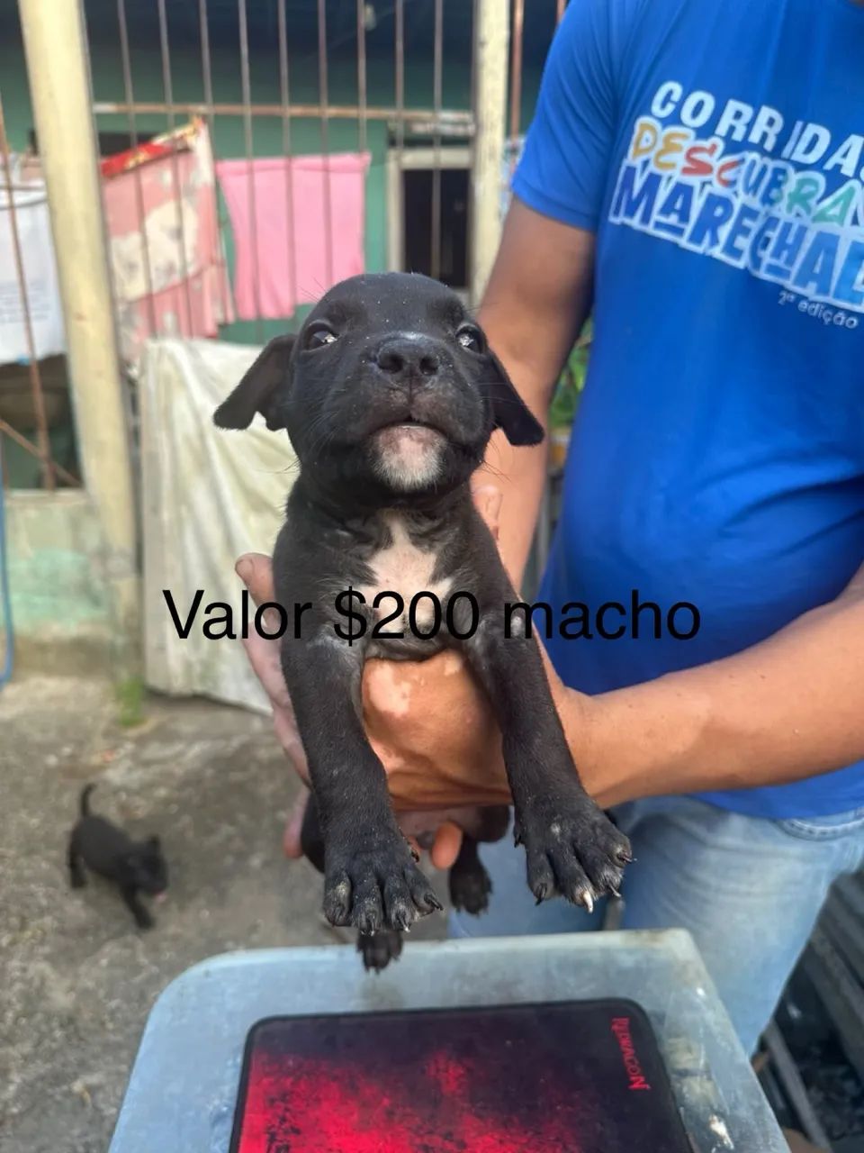 Filhote pitbull  - Foto 4