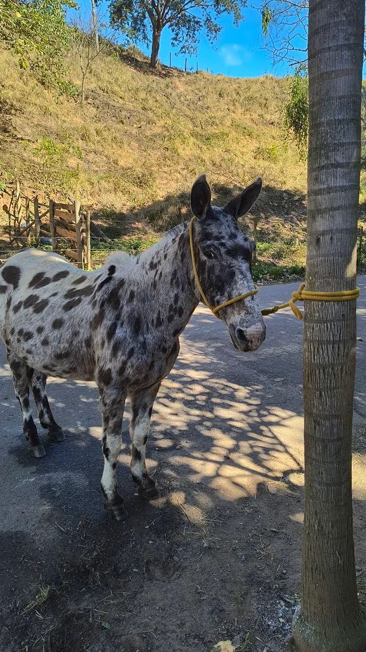 Burro diferente  - Foto 3