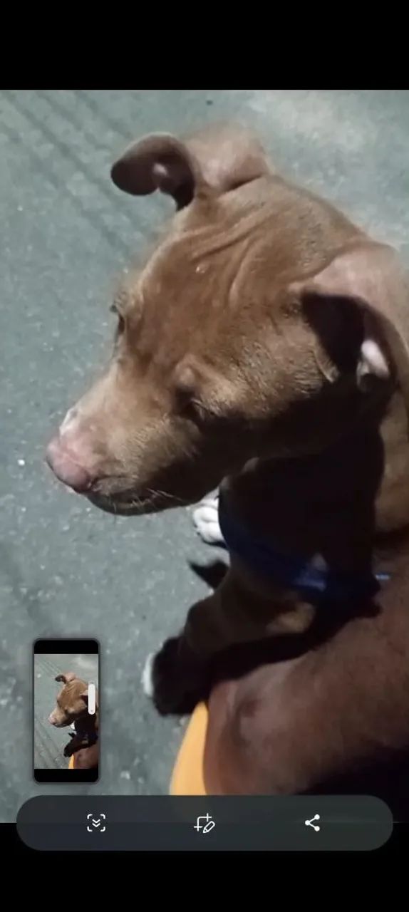 Vende se pit Bull 
