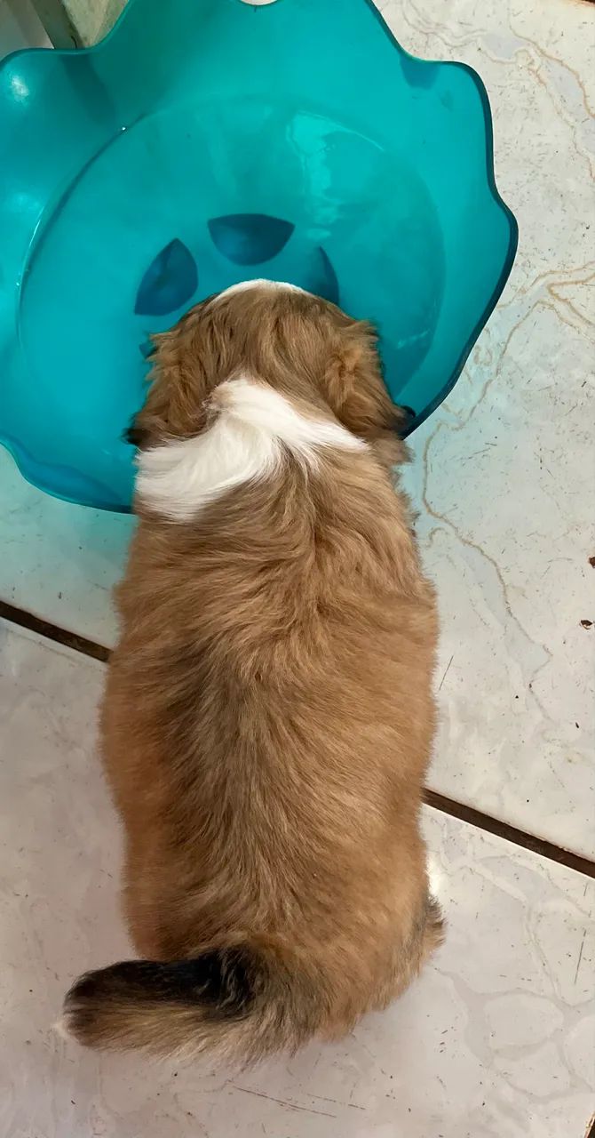 Shih Tzu - Foto 4