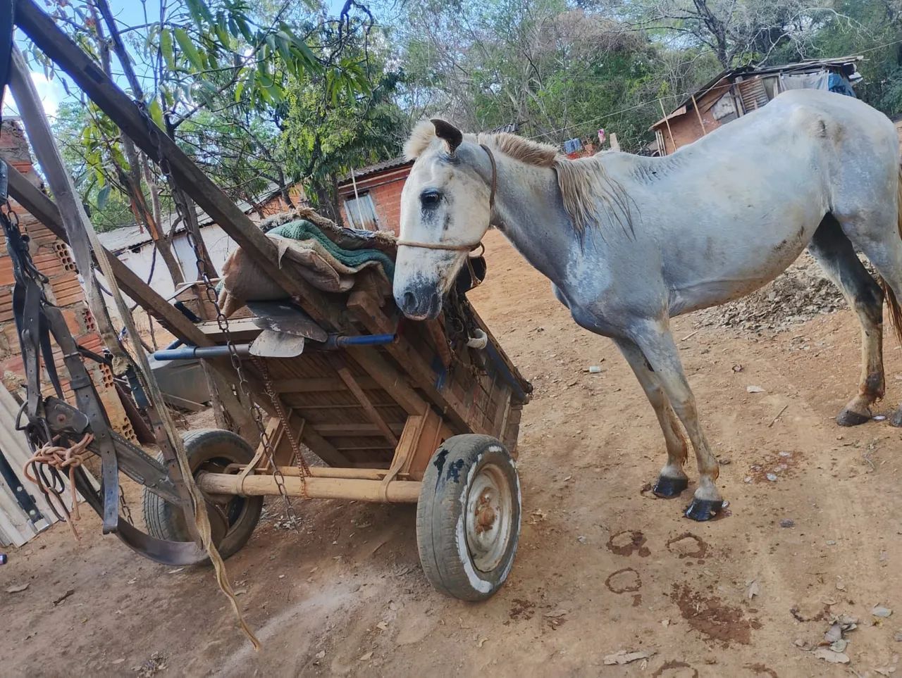 Vendo carroça arreada leia a escriçao   preço a combinar - Foto 2