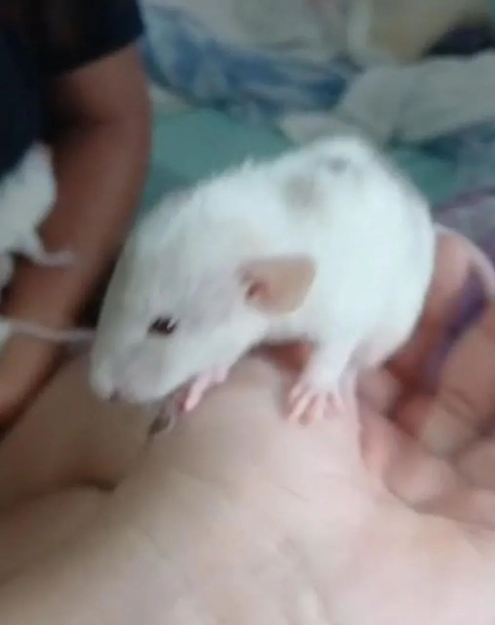 Ratos Twister - Super dóceis e prontos para um novo lar - Foto 3