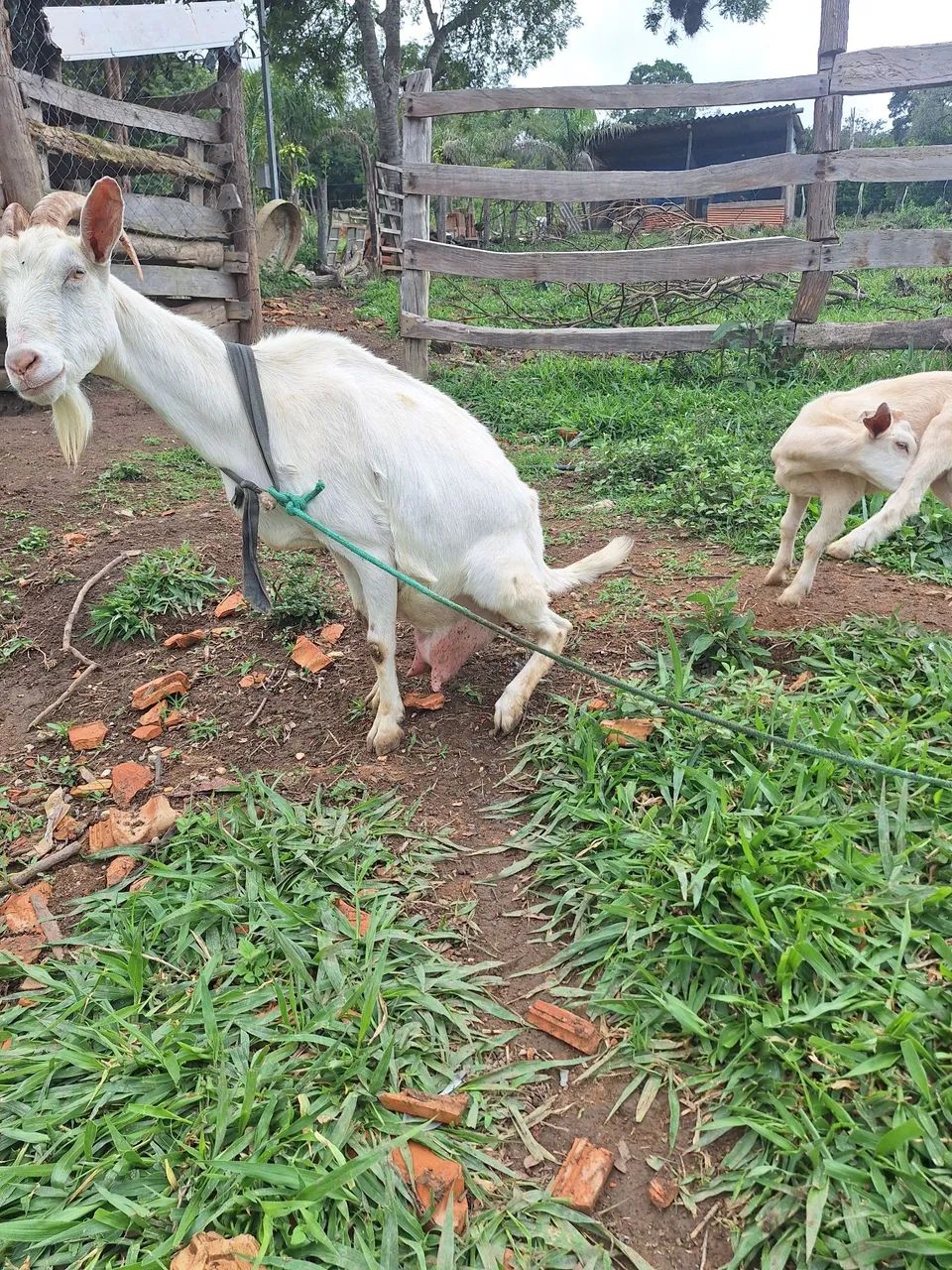 Cabras  - Foto 3