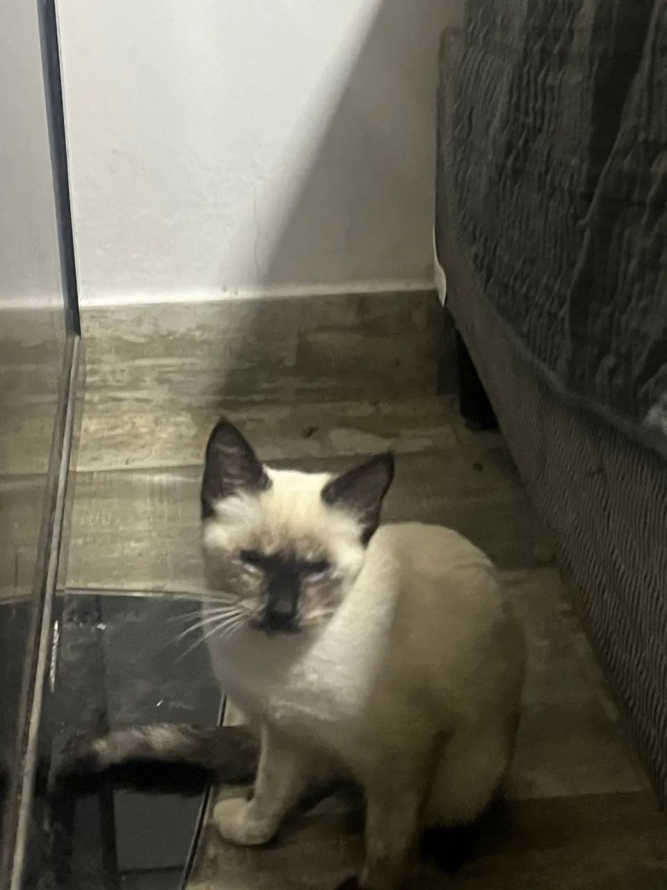 Doa-se gatinhos  - Foto 3