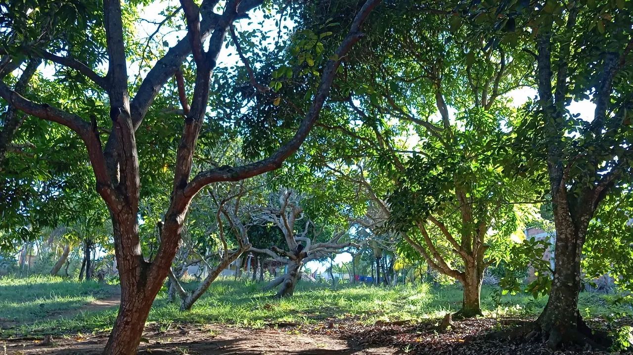 Sítio em BARRA DO JACUÍPE - Foto 2