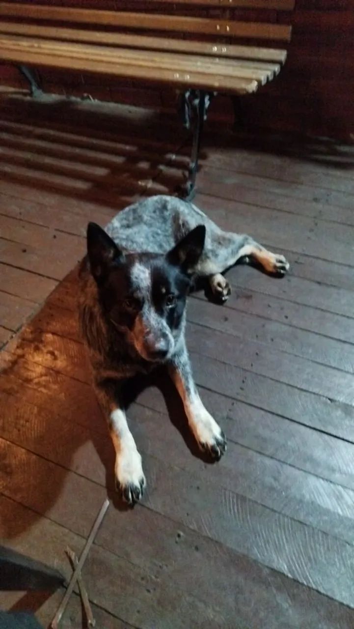 Doação de cachorro