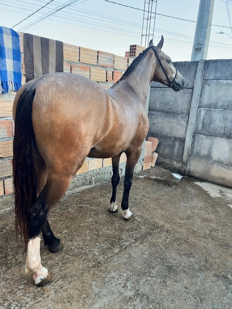 Cavalo marcha picada - Foto 2