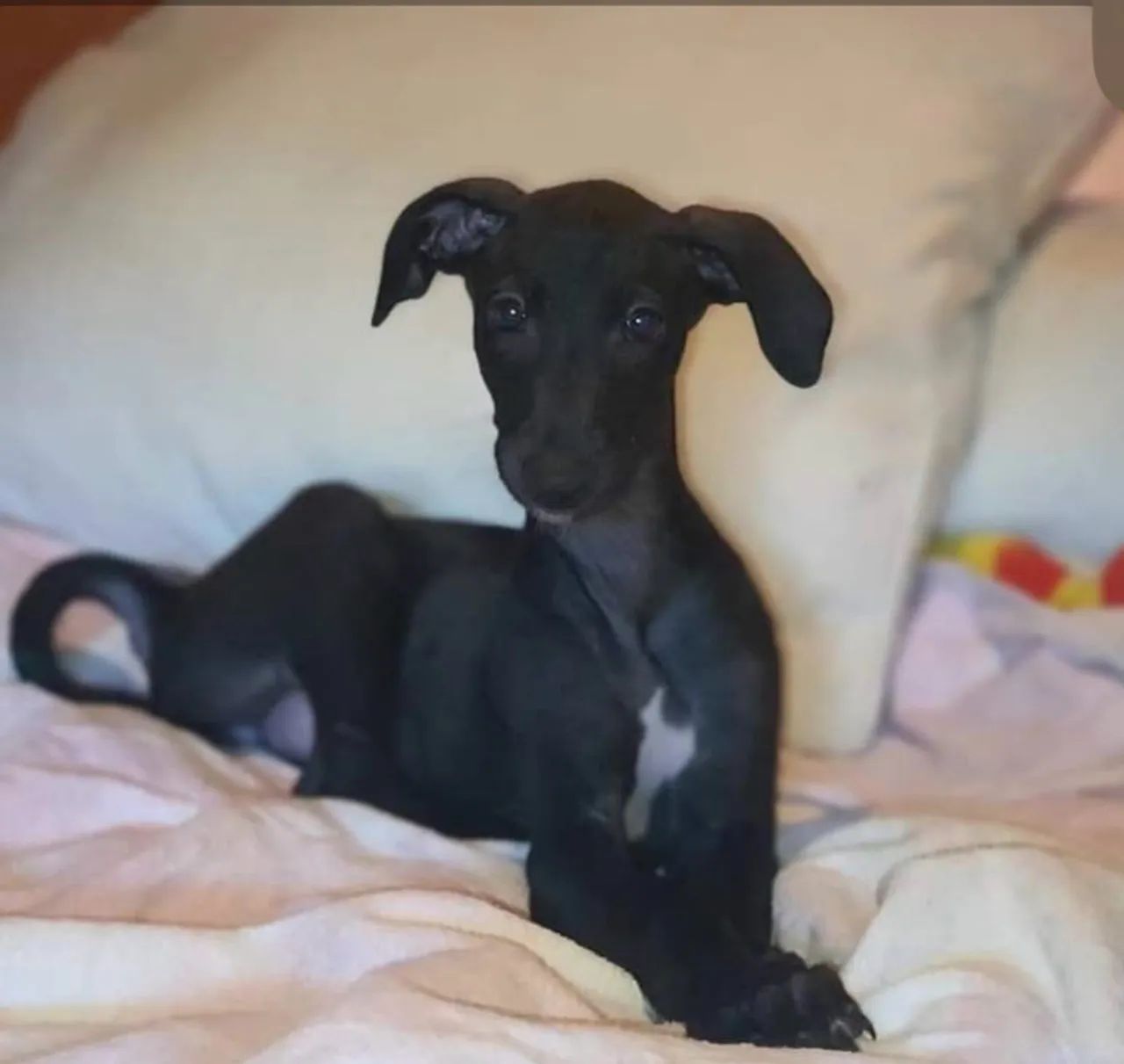 Whippet  - Foto 2
