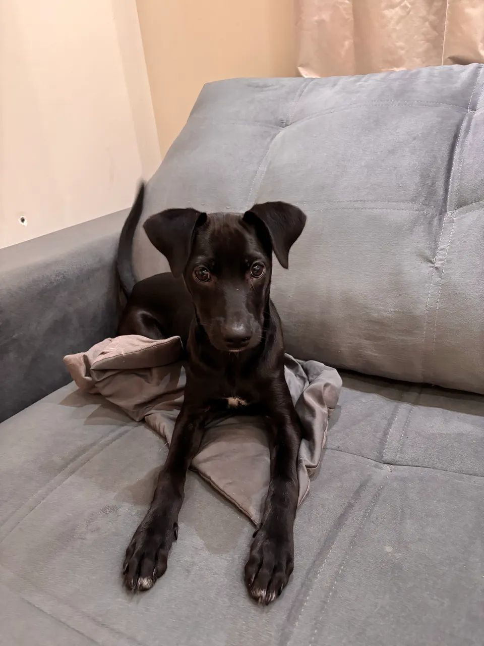 Doação de Cachorro  - Foto 2