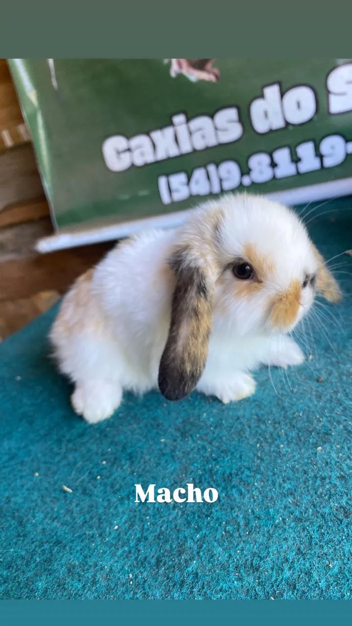 Coelhos mini lop 65048974728578122