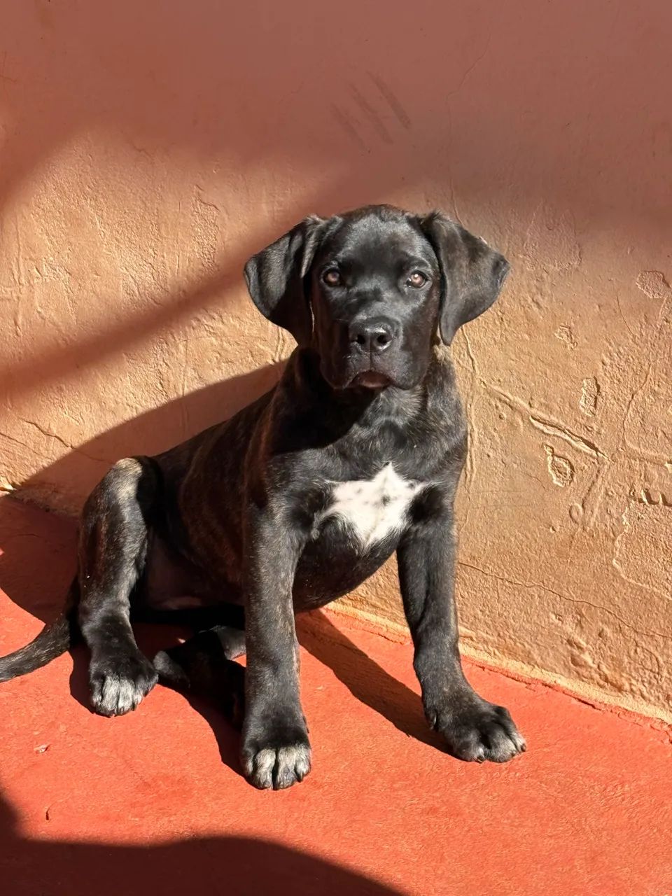 Cane Corso Italiano 