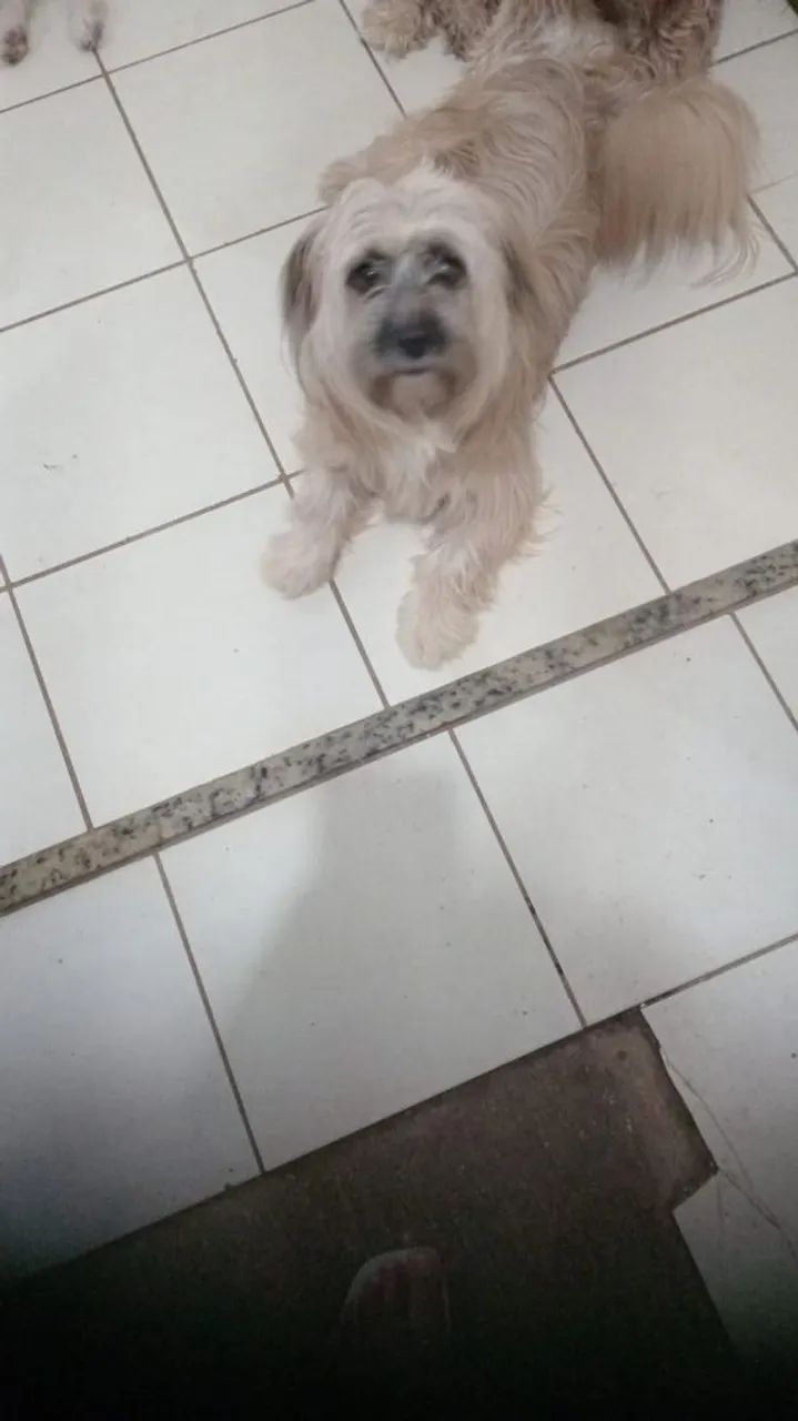 Adoção Responsável - Foto 3