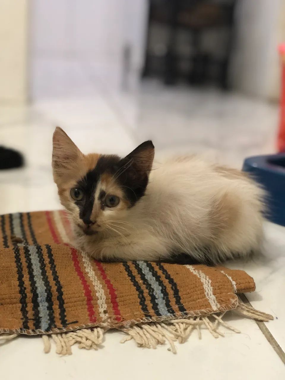 Filhotes de gato para adoção  - Foto 3