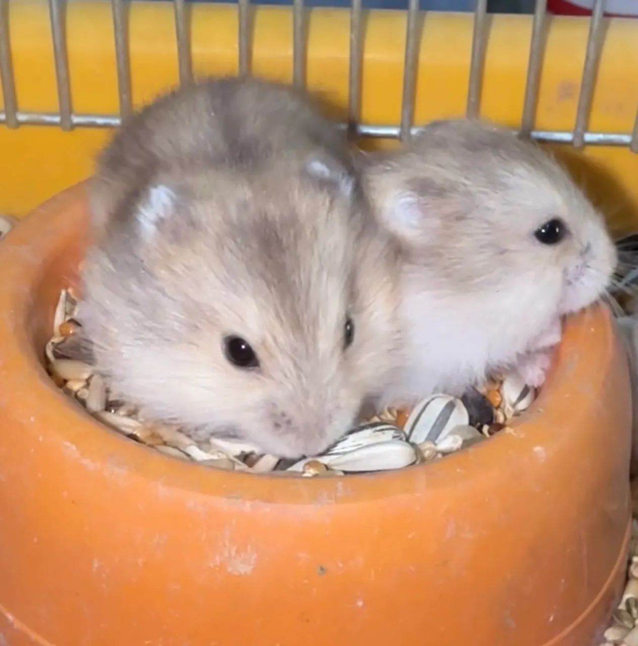 Filhotes de Hamster Anão russo 