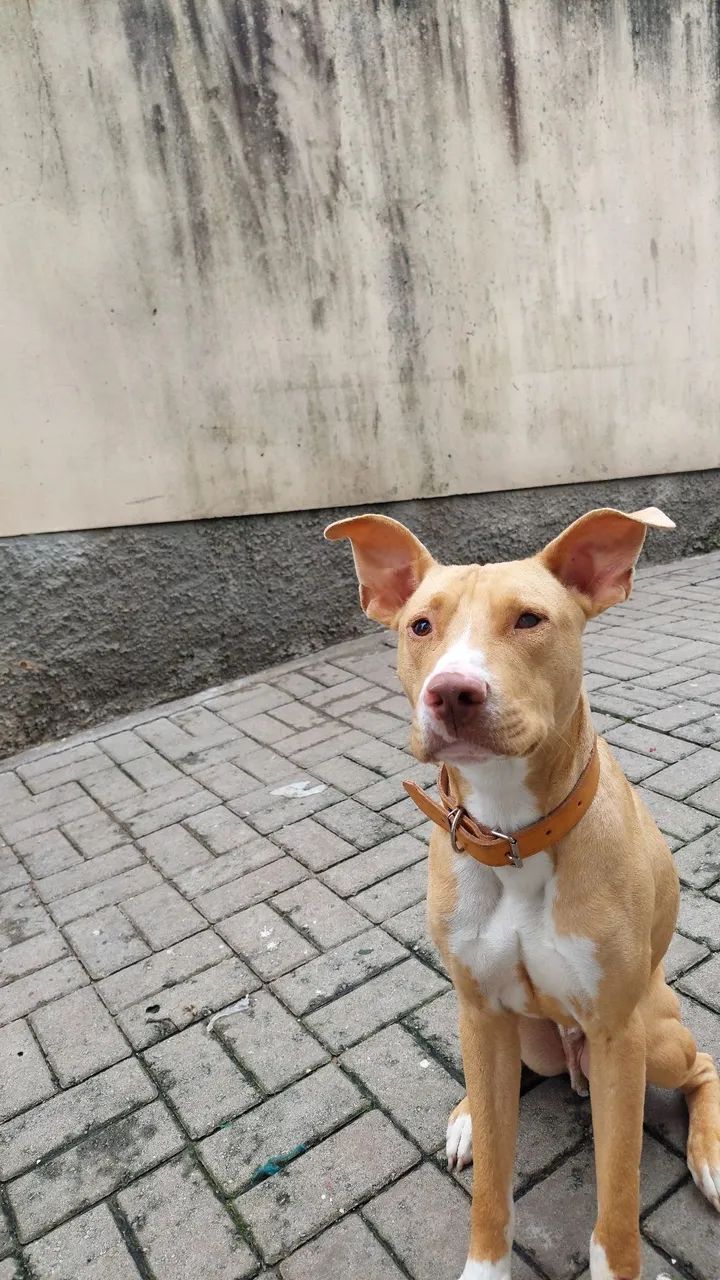 Adoção responsável  - Foto 2
