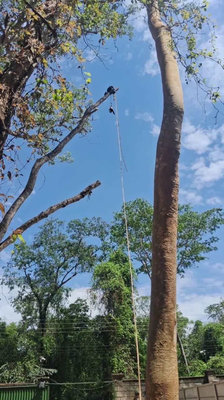 PODA DE ÁRVORES COM REMOÇÃO 