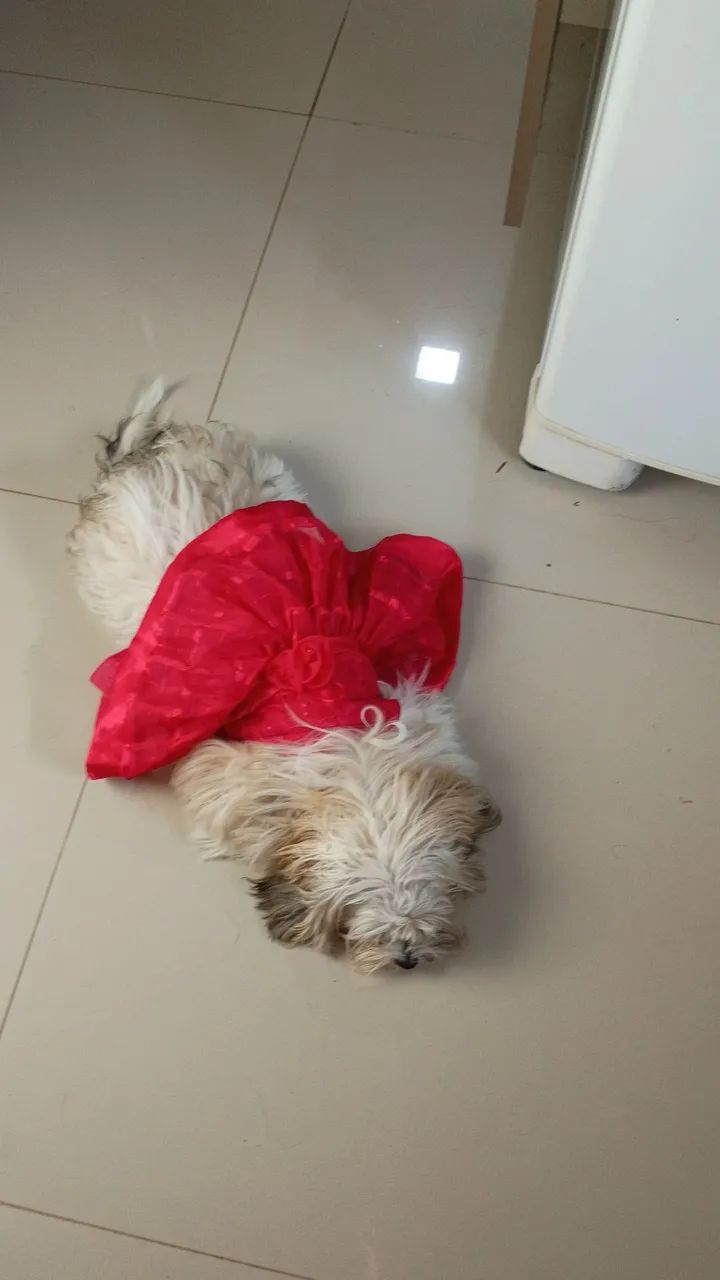 Fêmea para cruzar