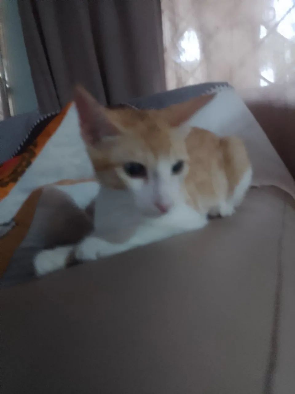 Gato Macho Amarelo e branco. - Foto 3
