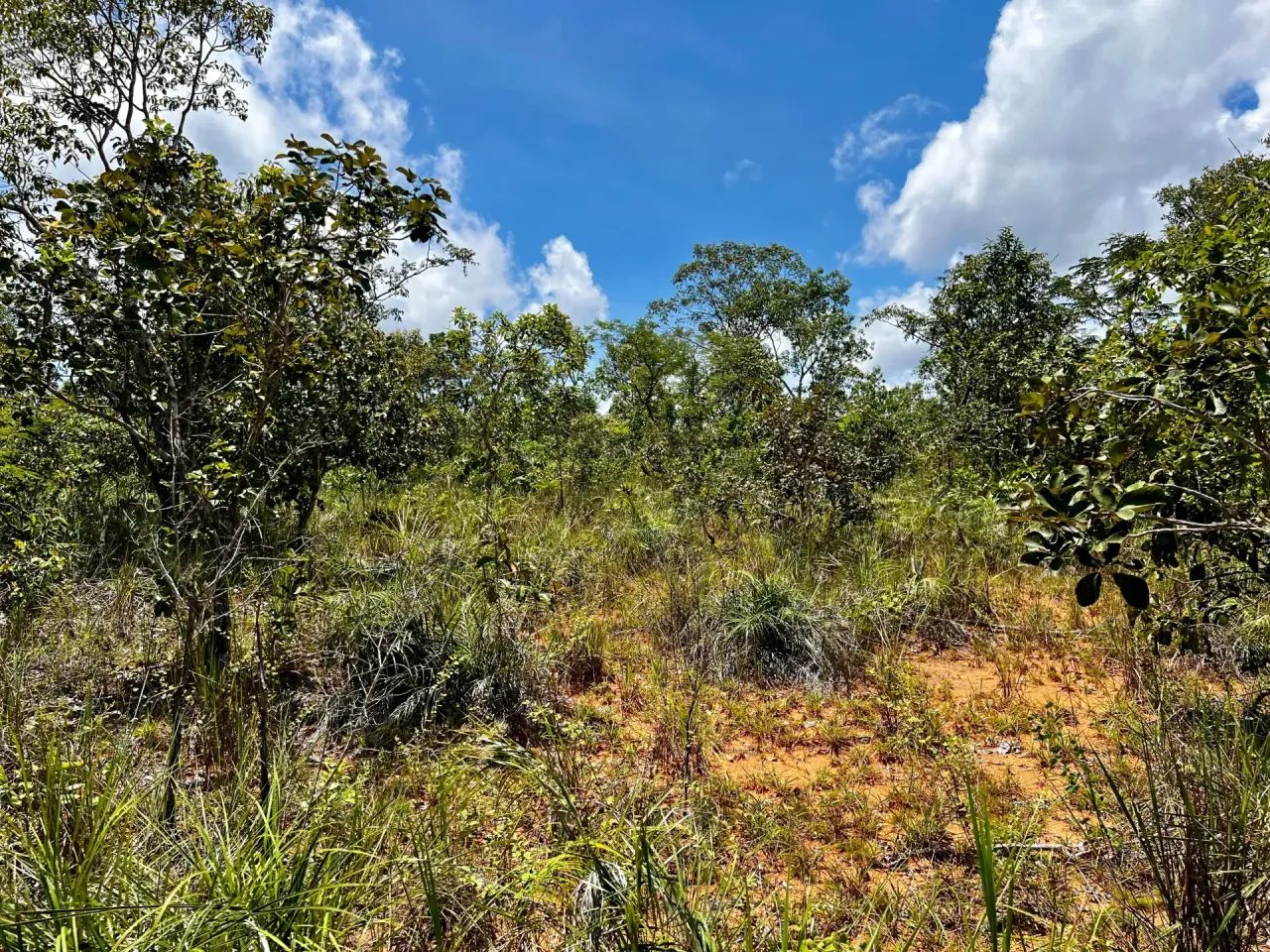Excelente Área. Com:193 Hectares,  município de Darcinópolis - TO - Foto 4