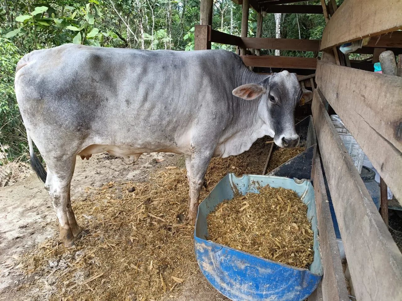 Vaca nelore - Foto 4