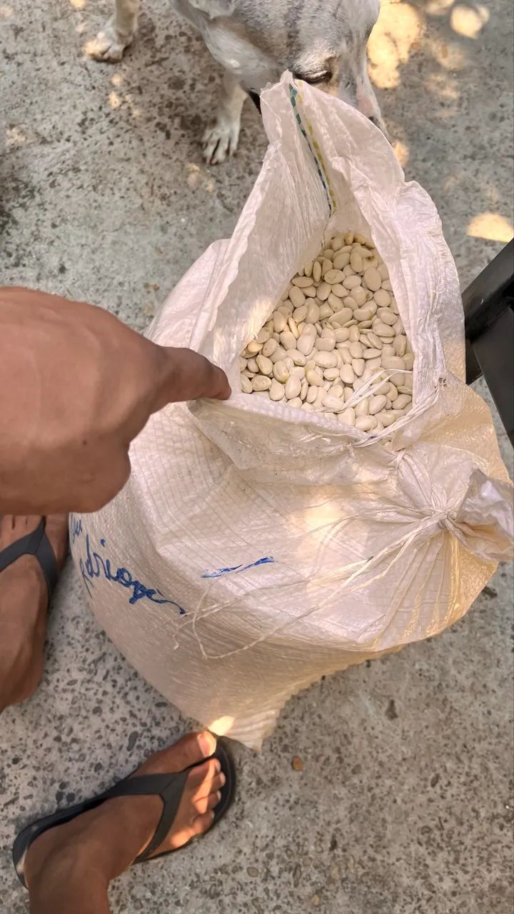 Fava branca graúda  - Foto 5