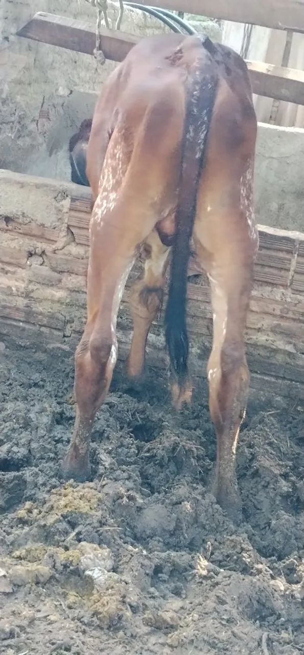 Bezerro - Foto 5