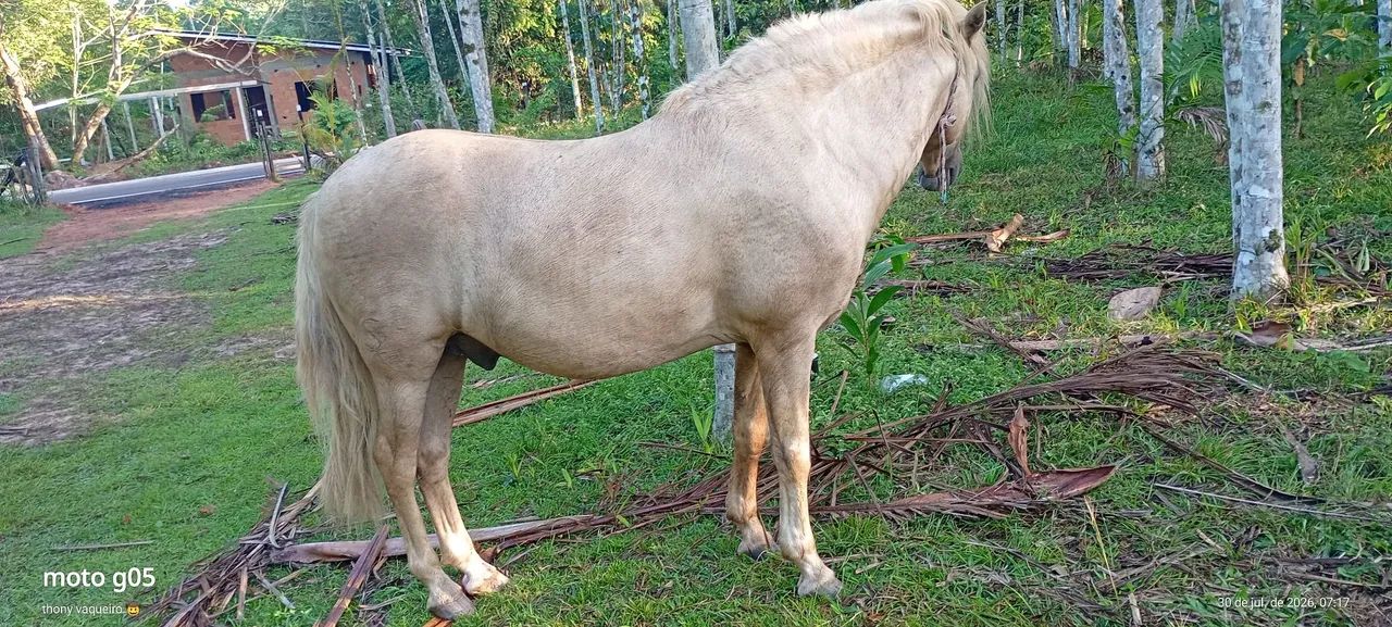 Cavalo Bacheiro 