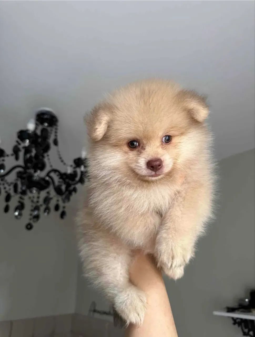 Lulu da Pomerania  - Foto 5