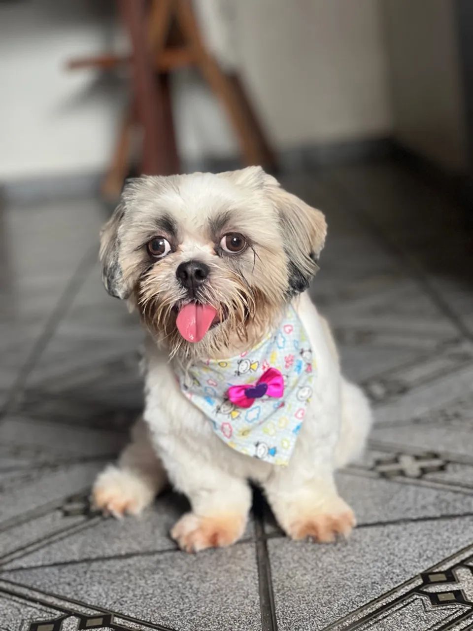 Cachorro shitzu 