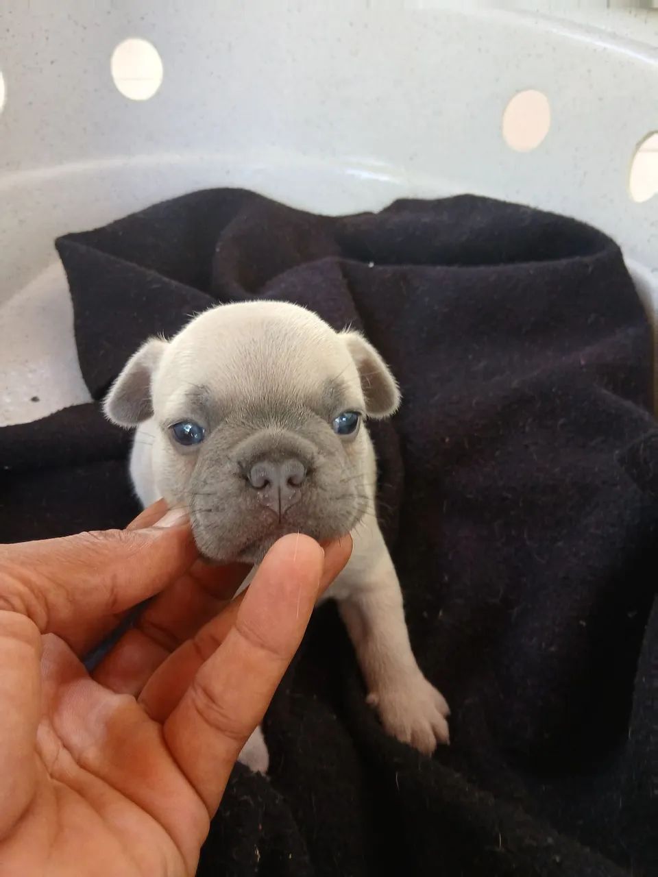 Buldogue Francês 