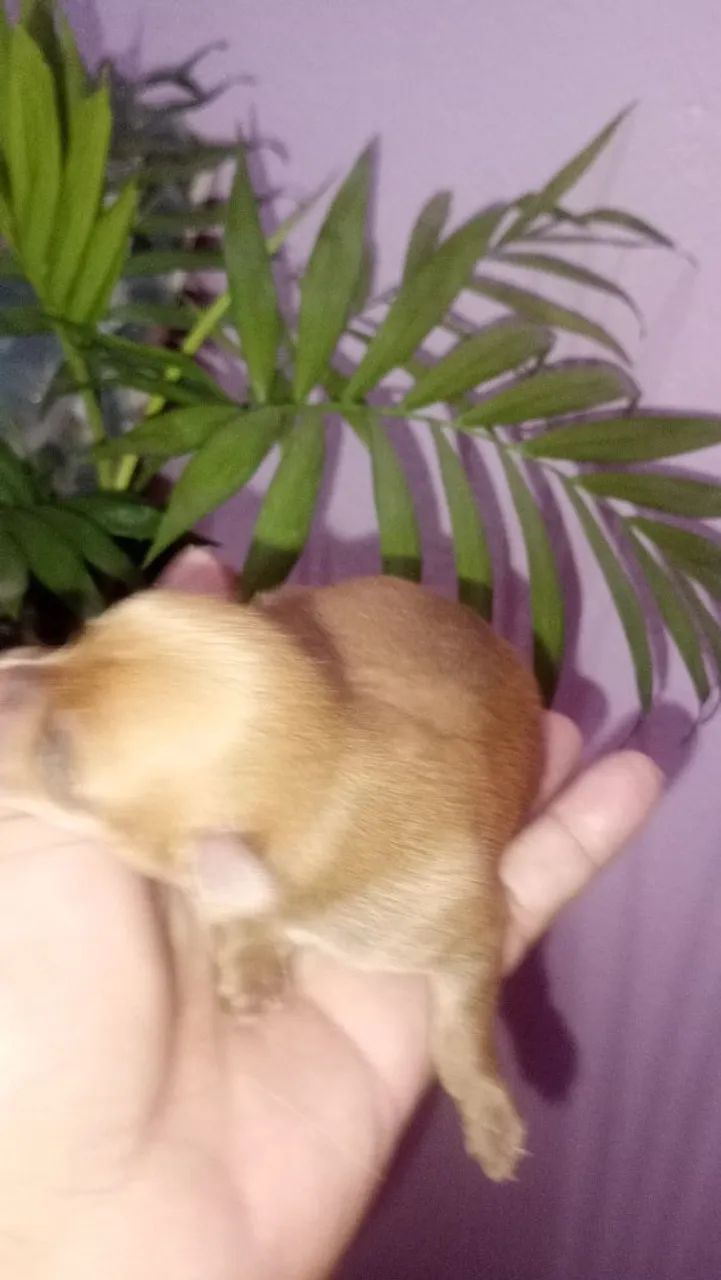 Vende se pinscher  - Foto 2