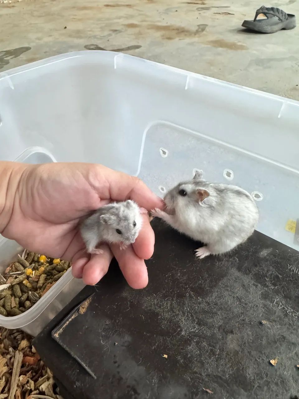 Hamster filhotes - Foto 3