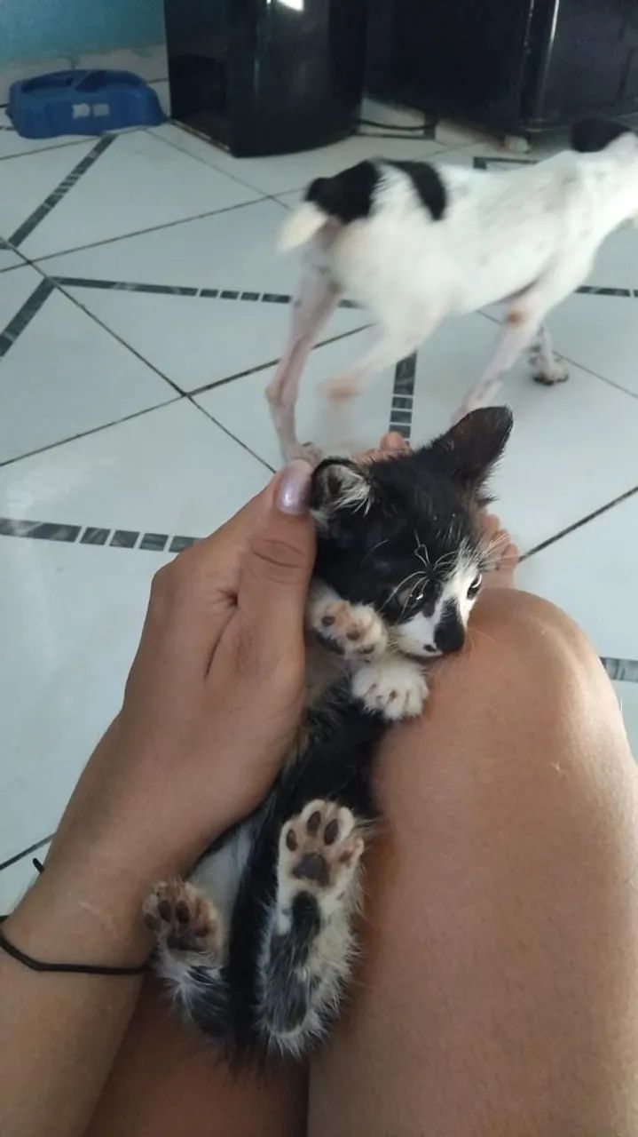 Doação de gato - Foto 3