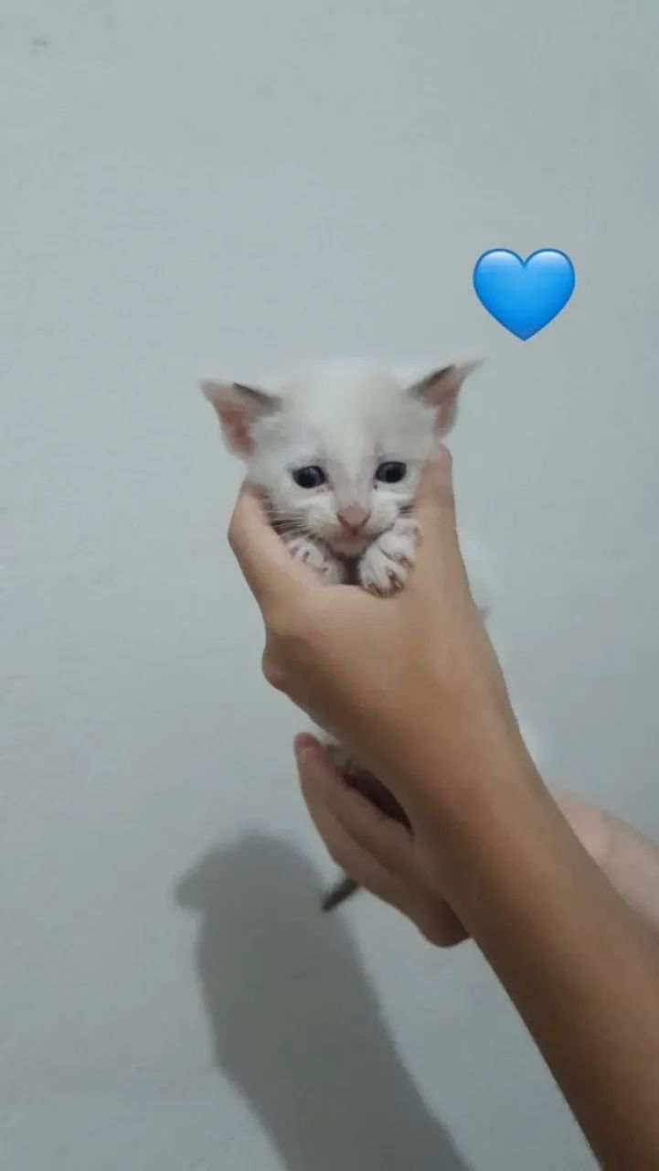 Gatinhos para adoção - Foto 2