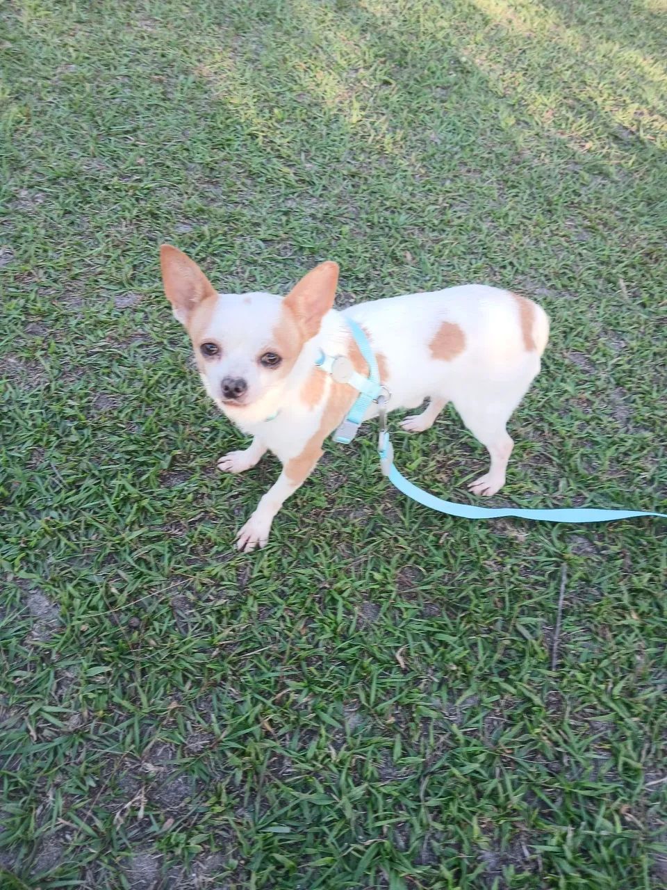 Chihuahua  macho  - Foto 4
