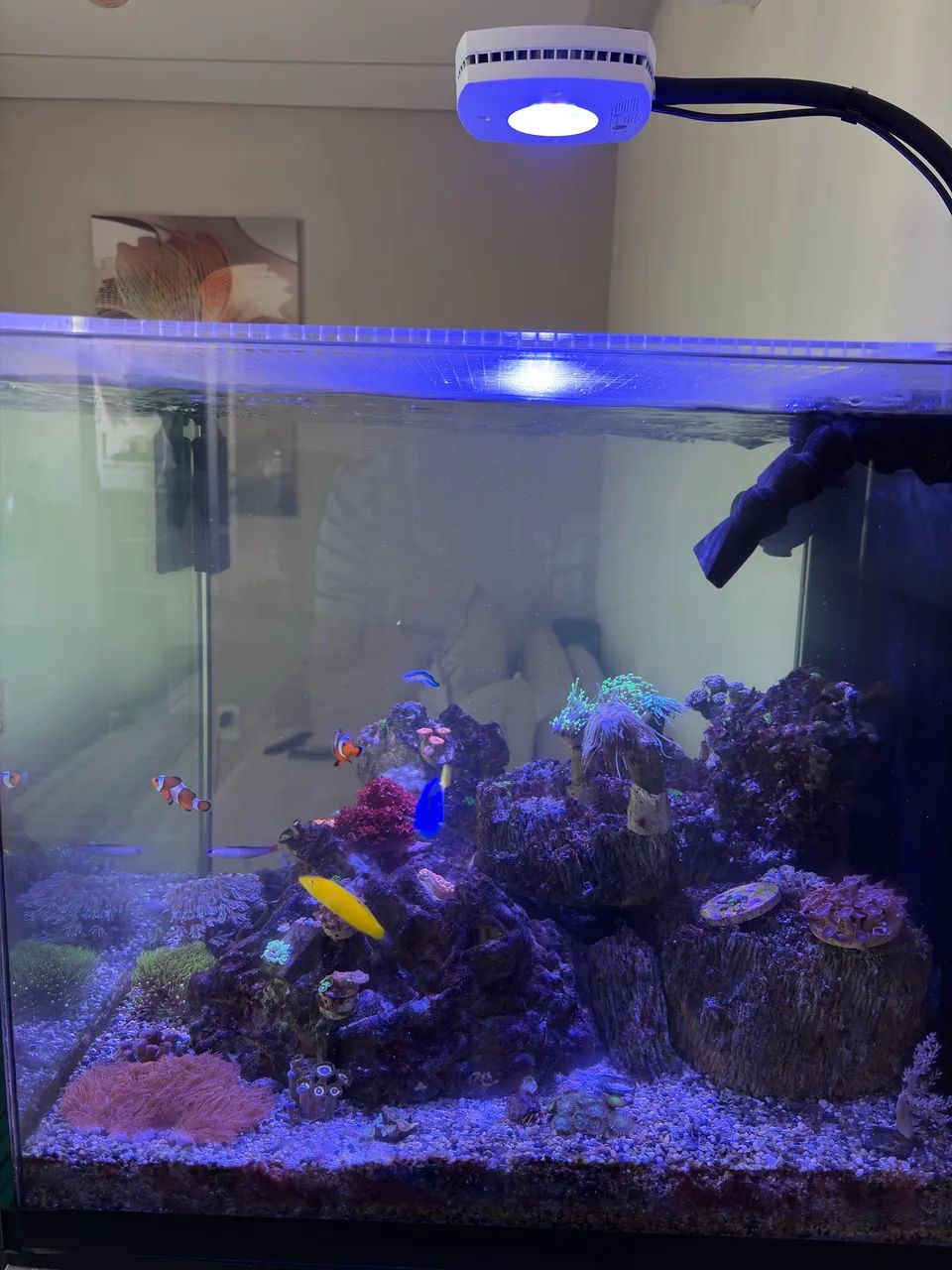 Skimmer para Reef -  Hobby Reef - Foto 5