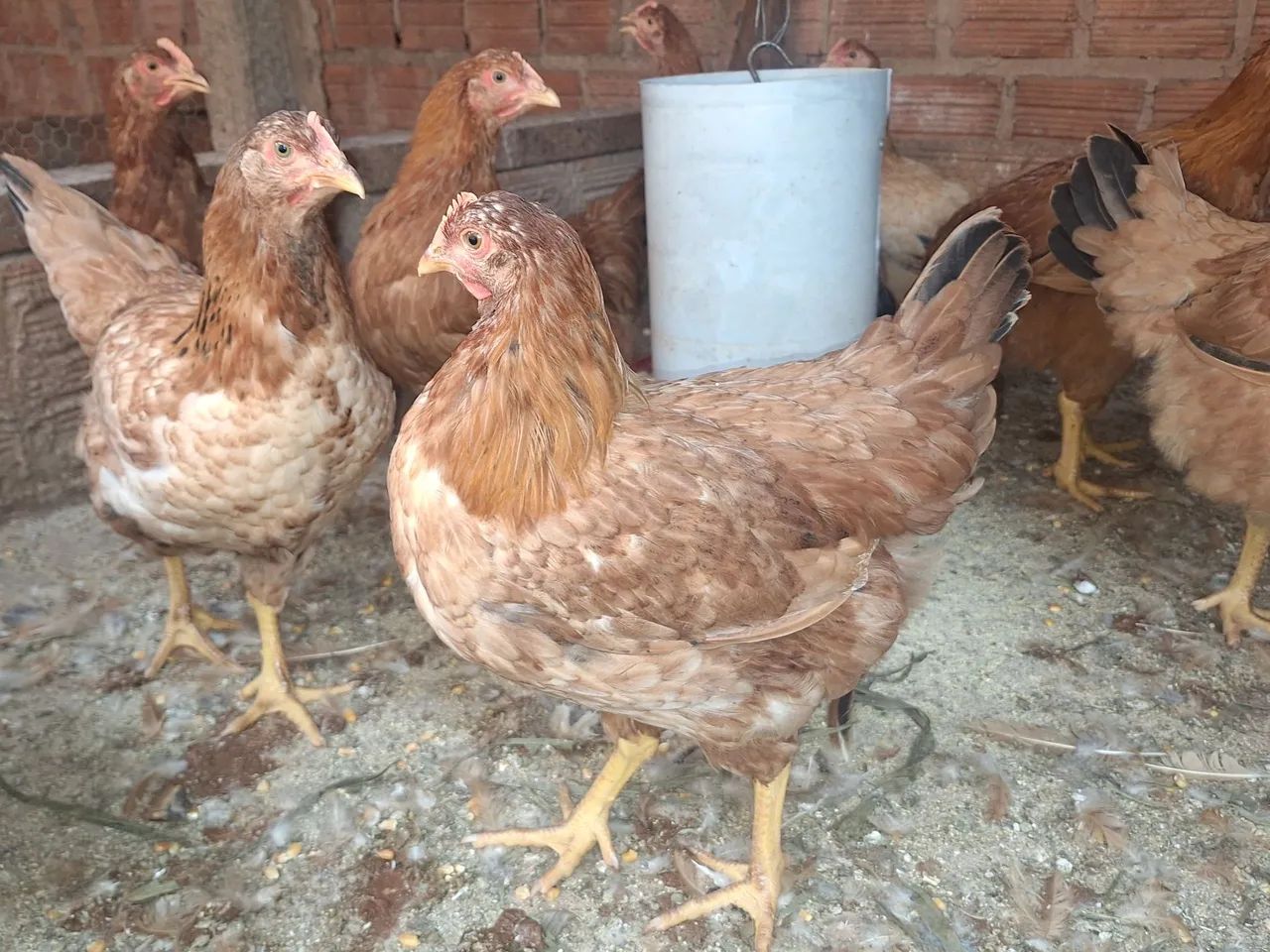 Frangas poedeira 