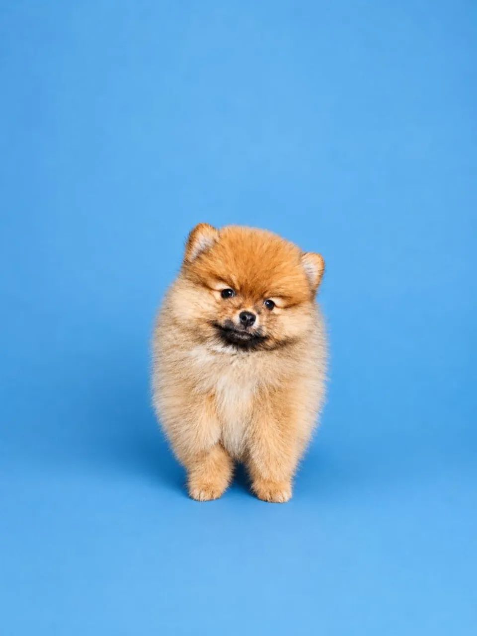 Cachorros e acessórios  - Foto 2