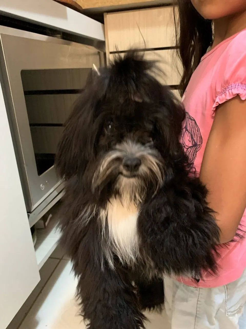 Cachorro para adoção 