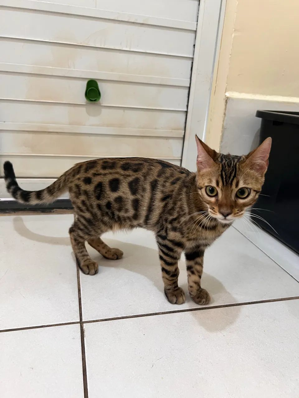 Filhote de gato Bengal- Macho - Foto 4