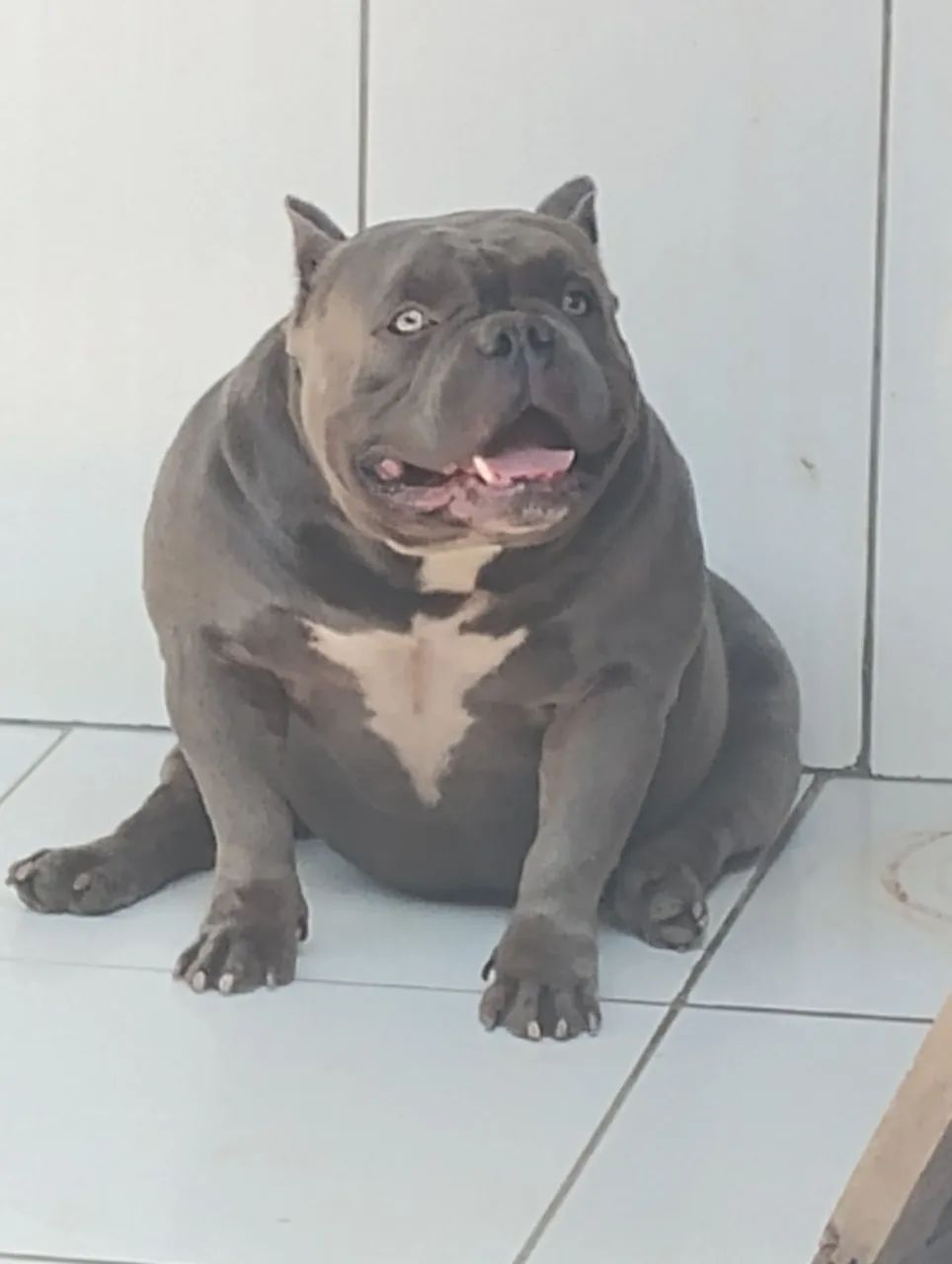 Disponível para cruzar  - Foto 4
