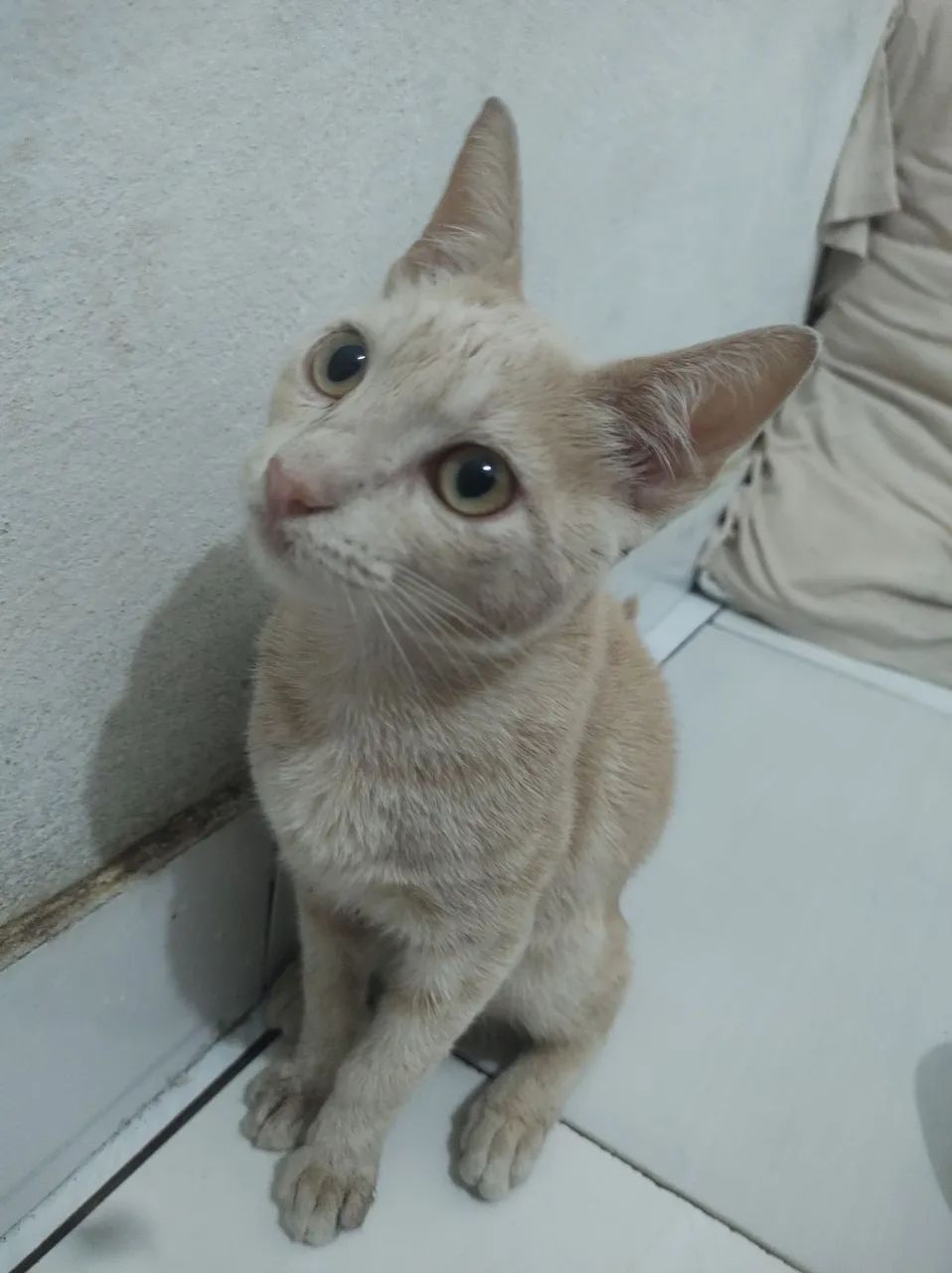 Filhote de Gato Laranja, PRA ADOÇÃO  - Foto 4