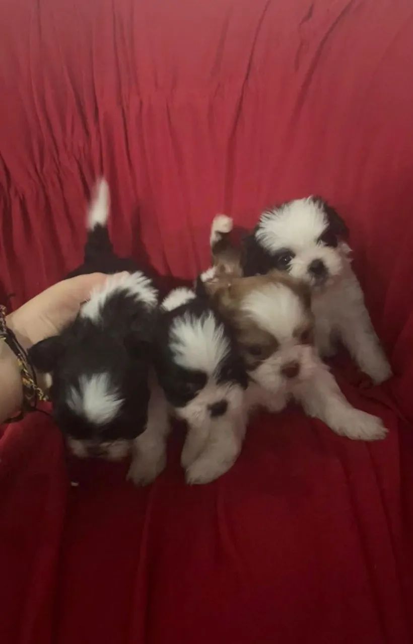Shih tzu - Foto 5