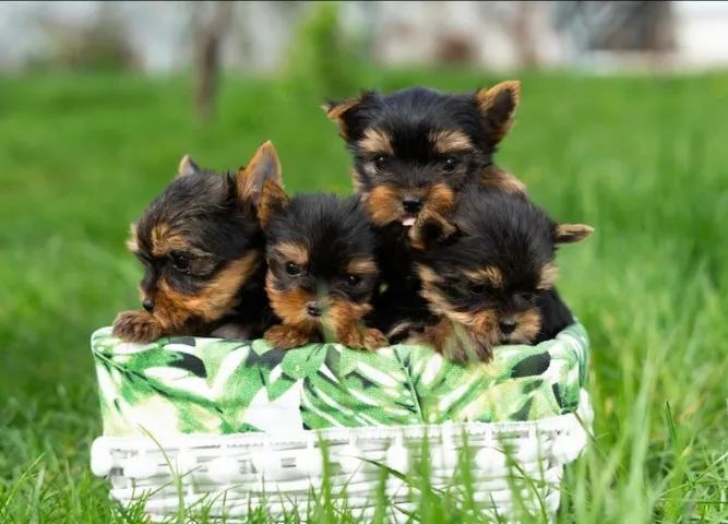 Yorkshire terrier mini disponivel 