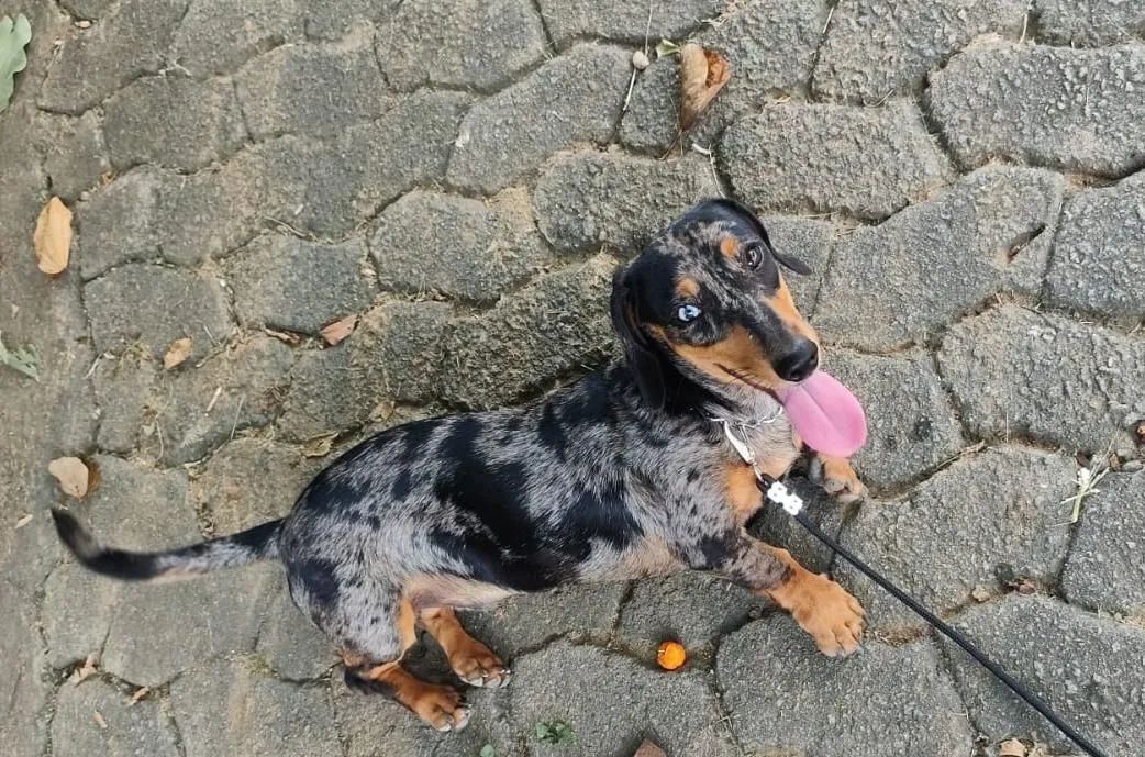 Macho de techel  
