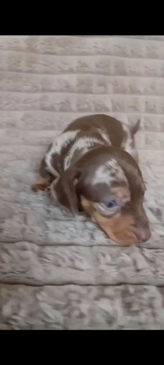 Basset macho  - Foto 5