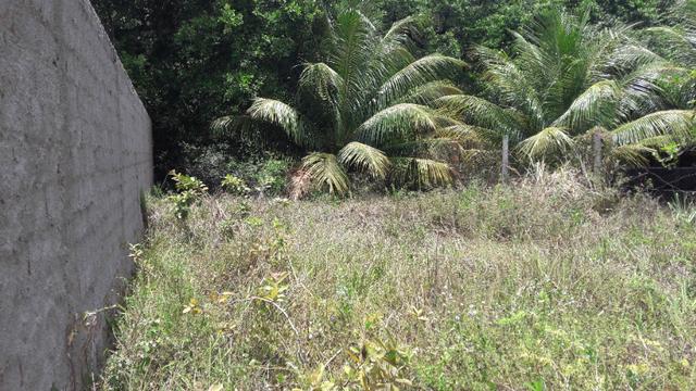 Litoral Norte - Barra de Santo Antônio - Ilha da Croa - Em Rua Pavimentada - Foto 9
